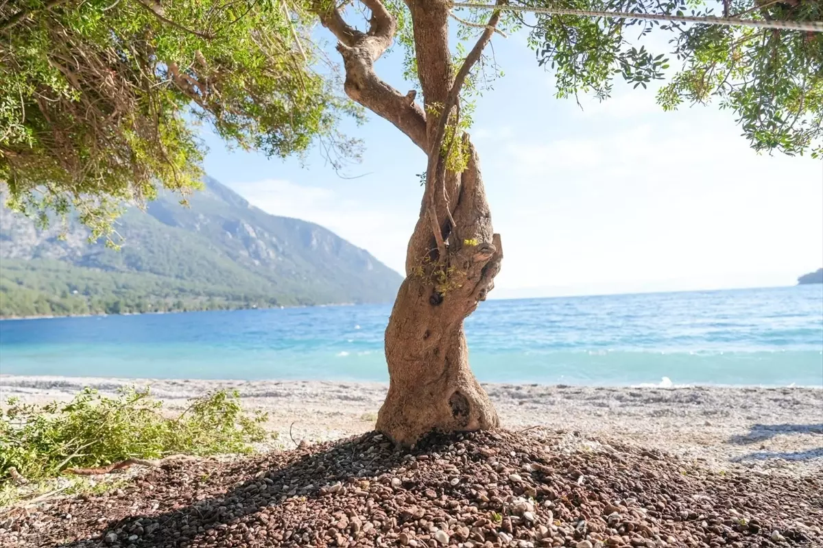 Devrilen Sakız Ağacı Yeniden Dikildi