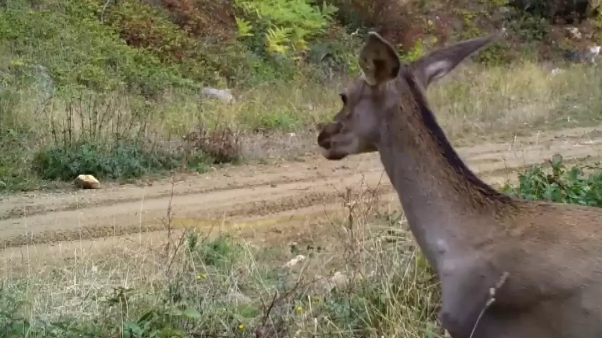 Bursa\'da Kızılgeyiklerin Görüntüleri Paylaşıldı