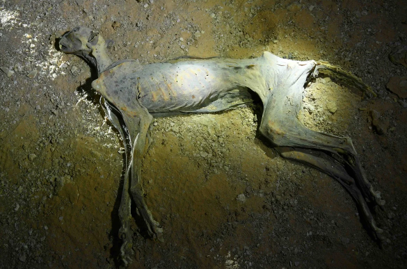 Suudi Arabistan'da bir mağarada 7 mumyalanmış çita bulundu