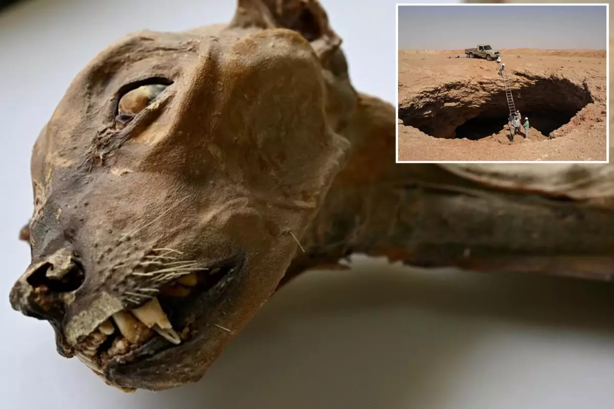 Suudi Arabistan\'da bir mağarada 7 mumyalanmış çita bulundu