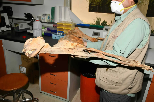 Suudi Arabistan'da bir mağarada 7 mumyalanmış çita bulundu