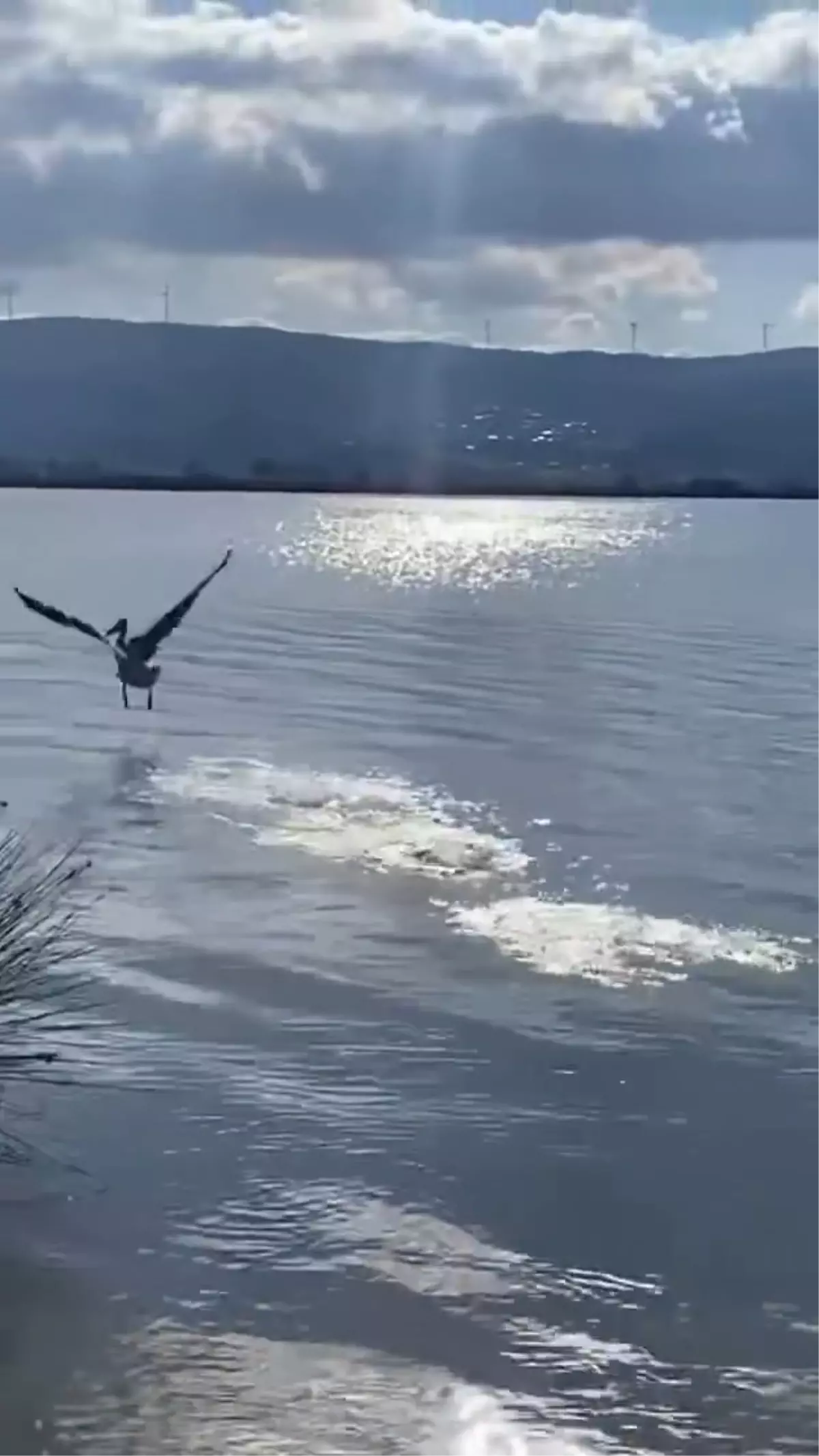 Yaralı Ak Pelikan Doğaya Salındı