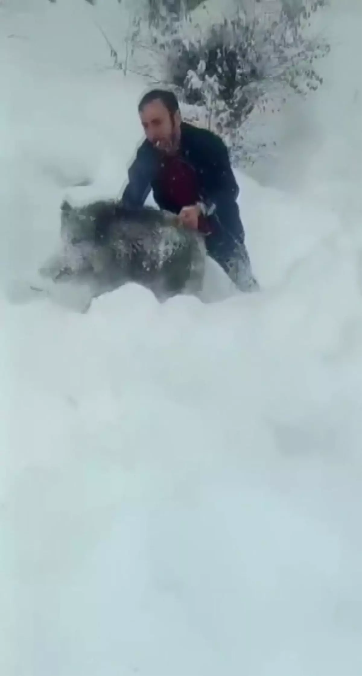 Domuz Yavrusunu Yakalamak Cezaya Neden Oldu