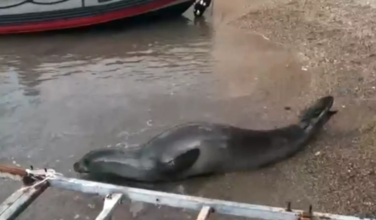 Yunan Foku Antalya\'da Bulundu