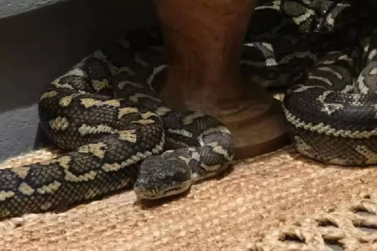 Gece yarısı üzerinde 2,5 metrelik pitonla uyandı
