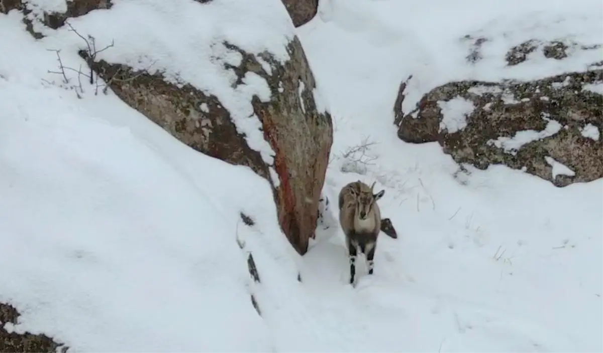 Dağ Keçileri Kış Görüntüsü