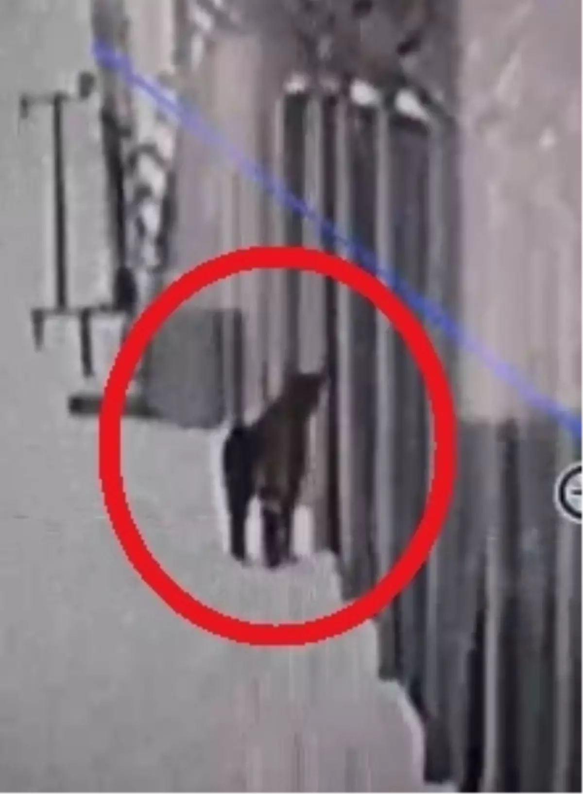 Mahsur Kalan Vaşak Kurtarıldı