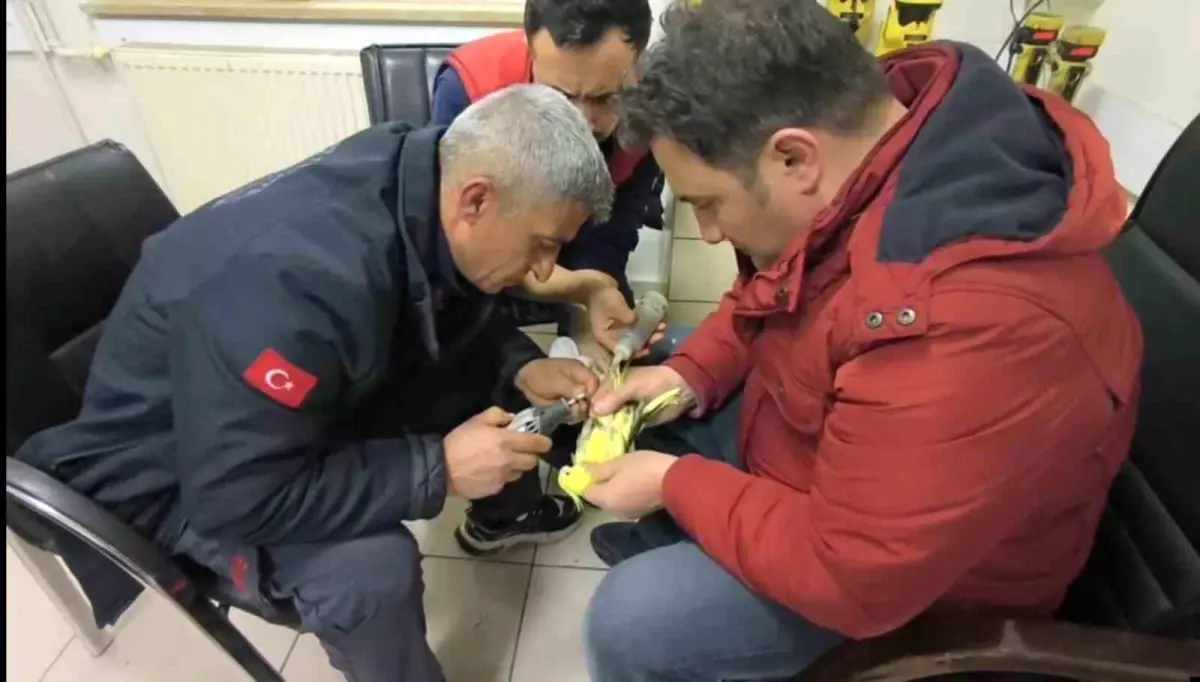 Şanlıurfa\'da papağanın ayağına sıkışan halhal itfaiye ekiplerinin operasyonuyla çıkarıldı