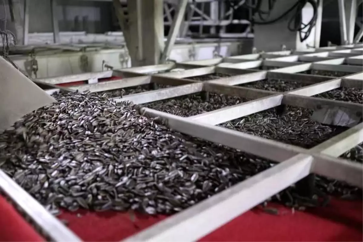 Guanr Tarım, Türkiye\'de Ayçiçeği Çekirdeği Sanayi Kurdu