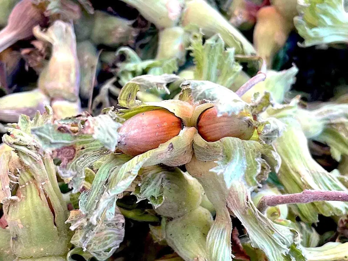 Bursa\'da Fındık Üretimine Destek İhtiyacı