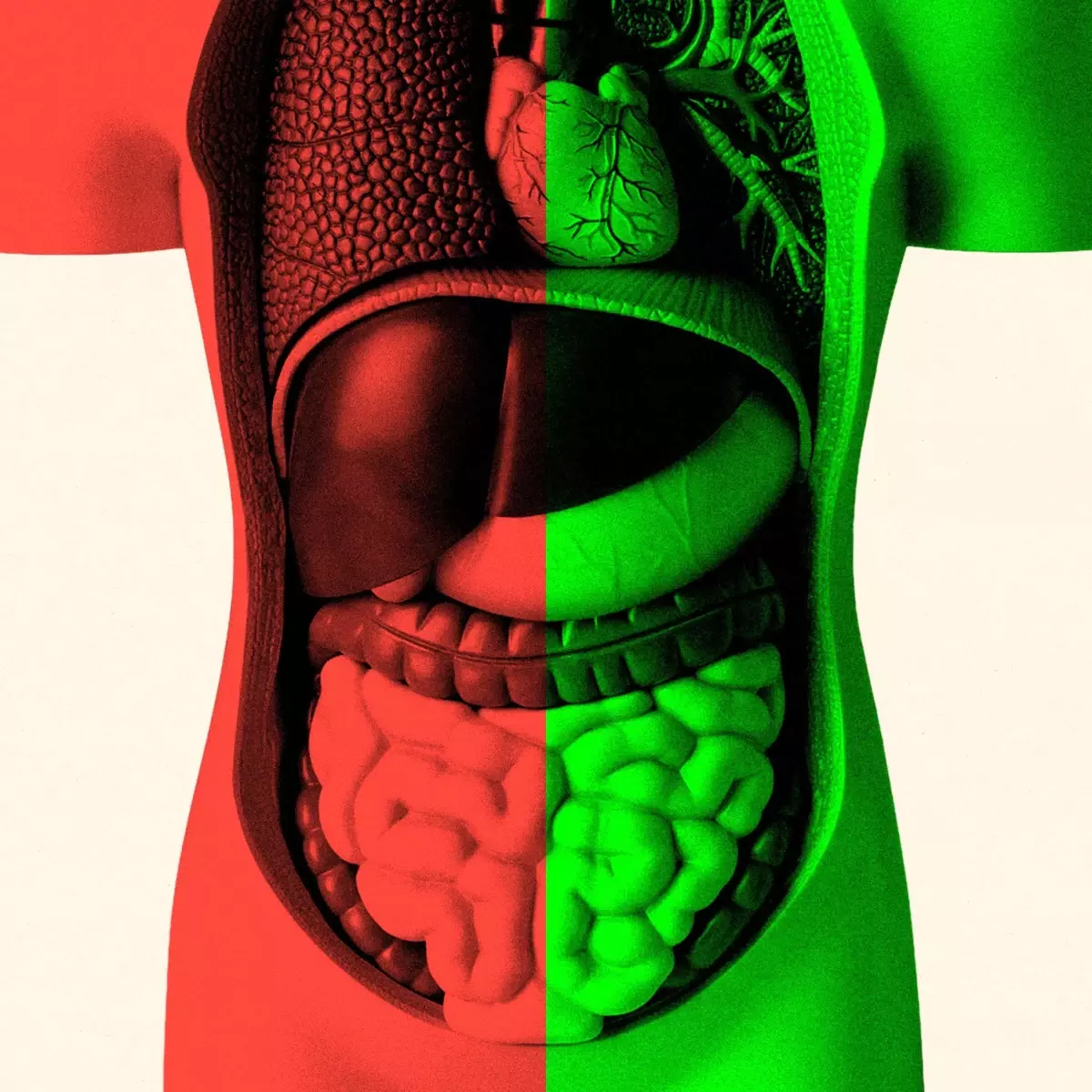 Bağırsak Sağlığı ve Yaşlanma İlişkisi