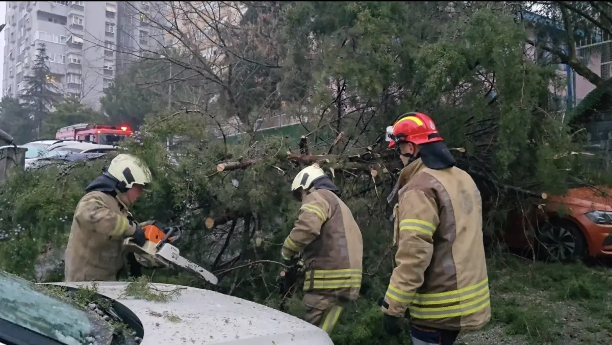 Kadıköy\'de Ağaç Otomobilin Üzerine Devrildi