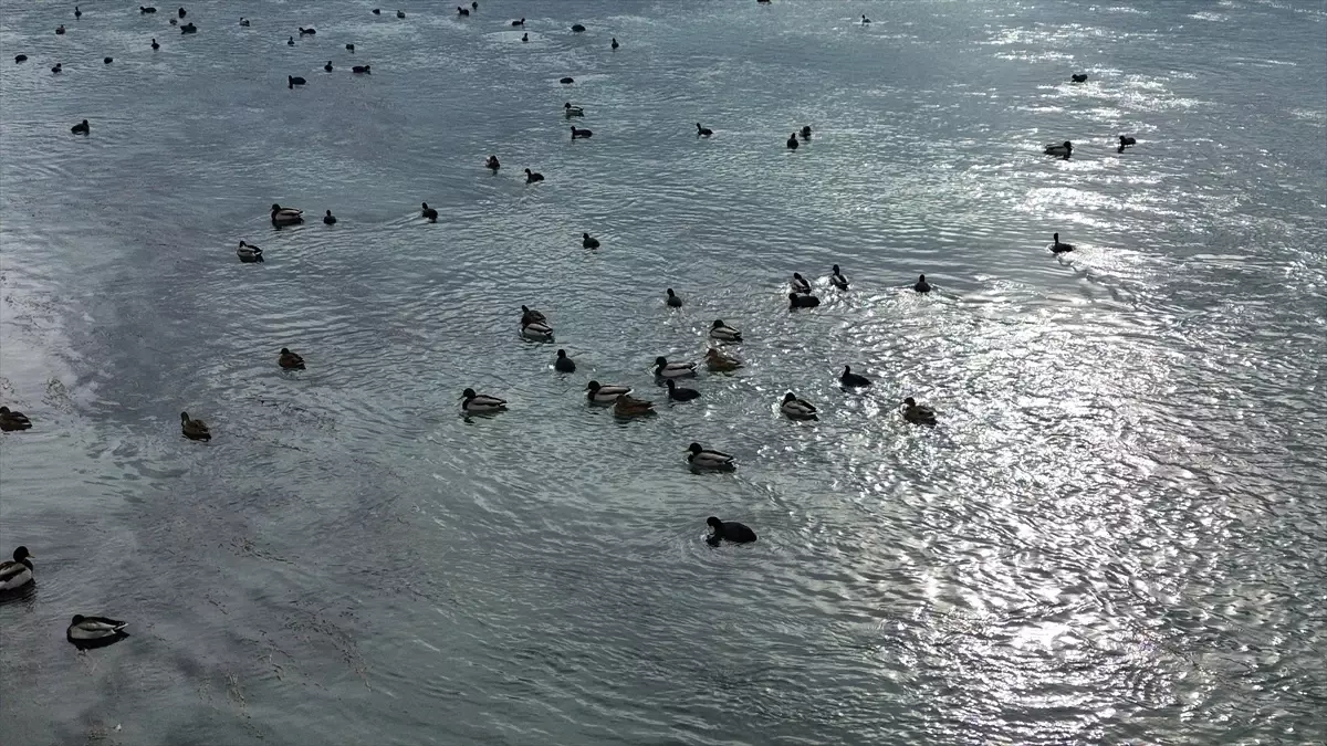 Bafra\'da Yaban Ördekleri Havadan Görüntülendi