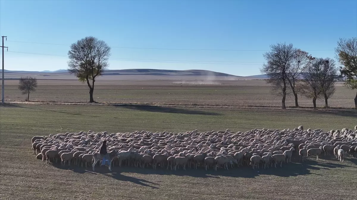 Kırşehir\'de Yerli Koyun Yetiştiriciliği