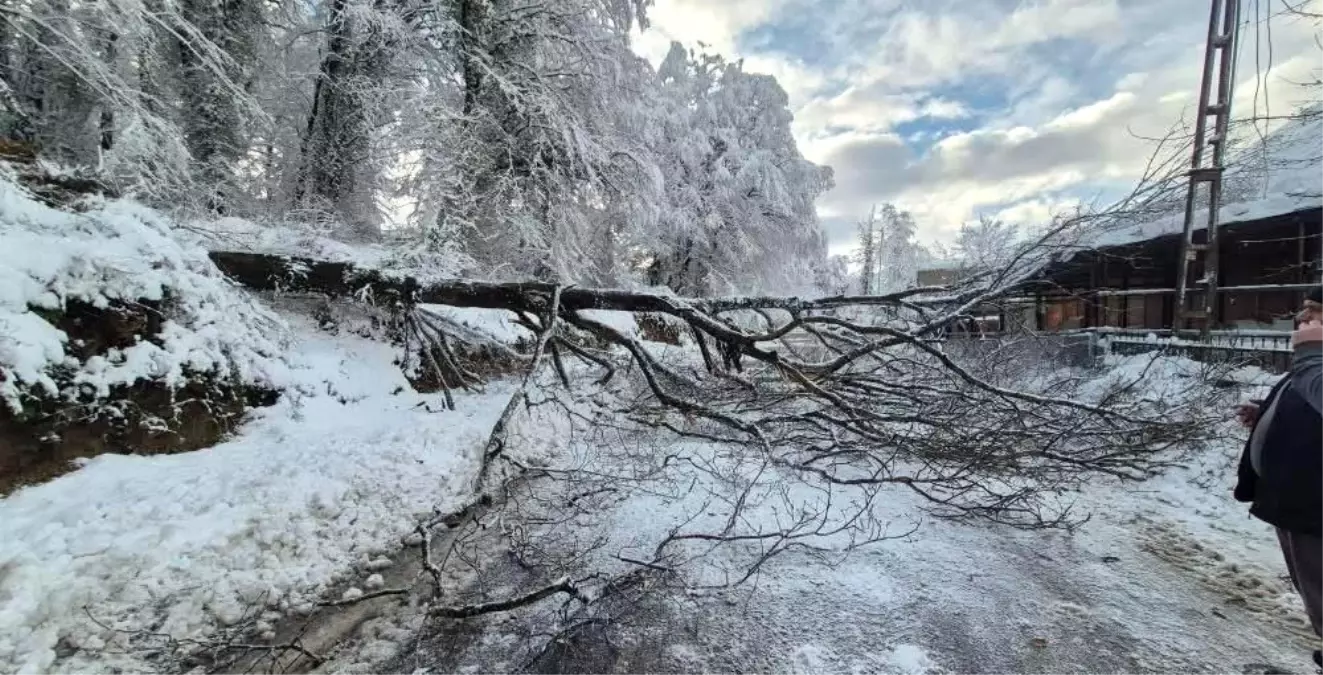 Sinop\'ta Devrilen Ağaç Yolu Kapattı
