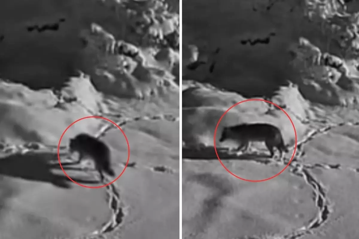 Aç kalan kurt mezraya indi