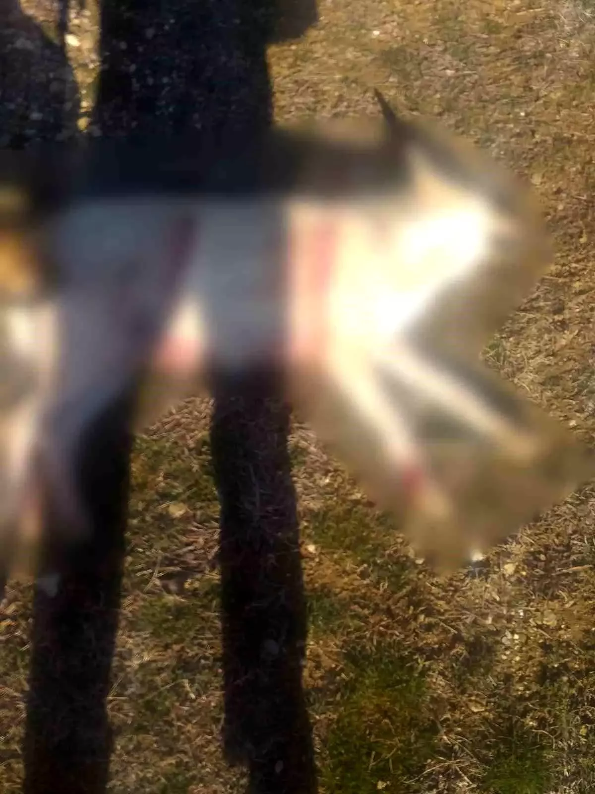 Köpek Ölümleri İçin Soruşturma Başlatıldı