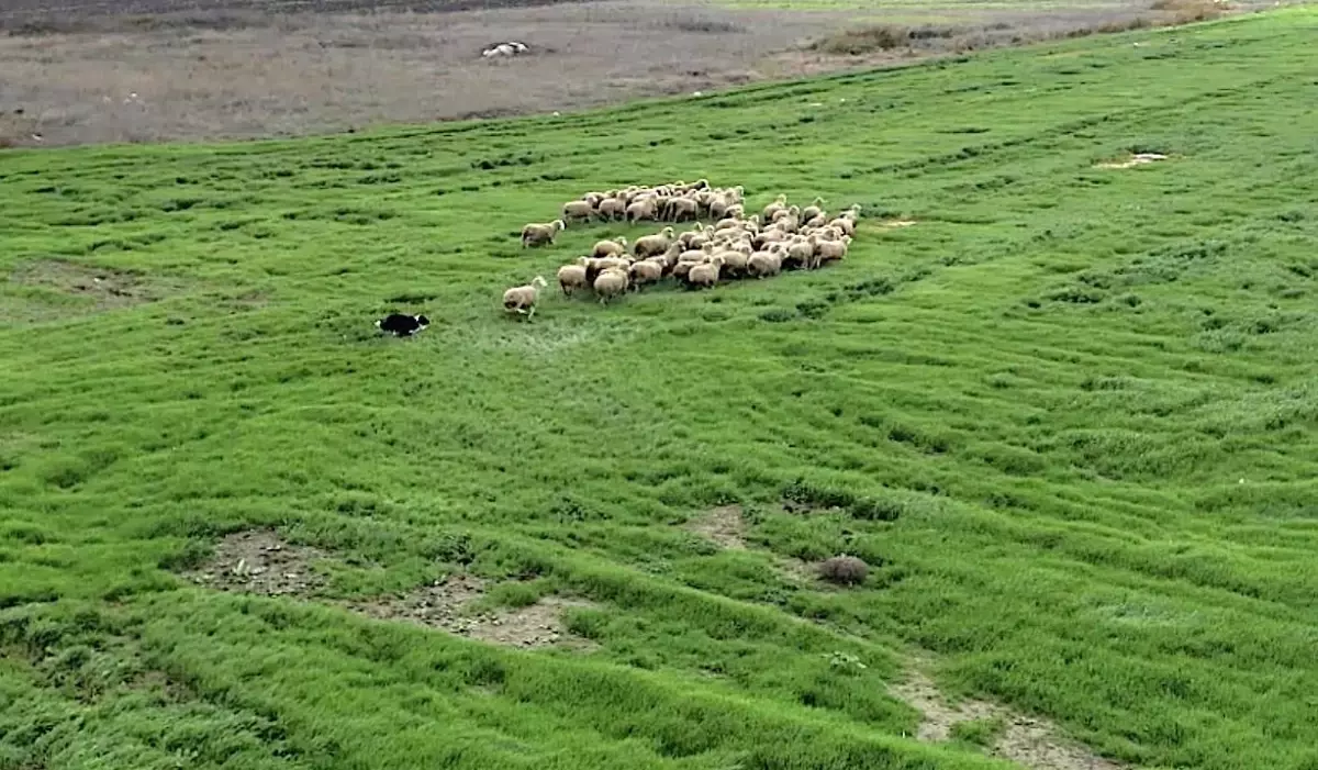 Yeni Çoban Köpeği: Border Collie
