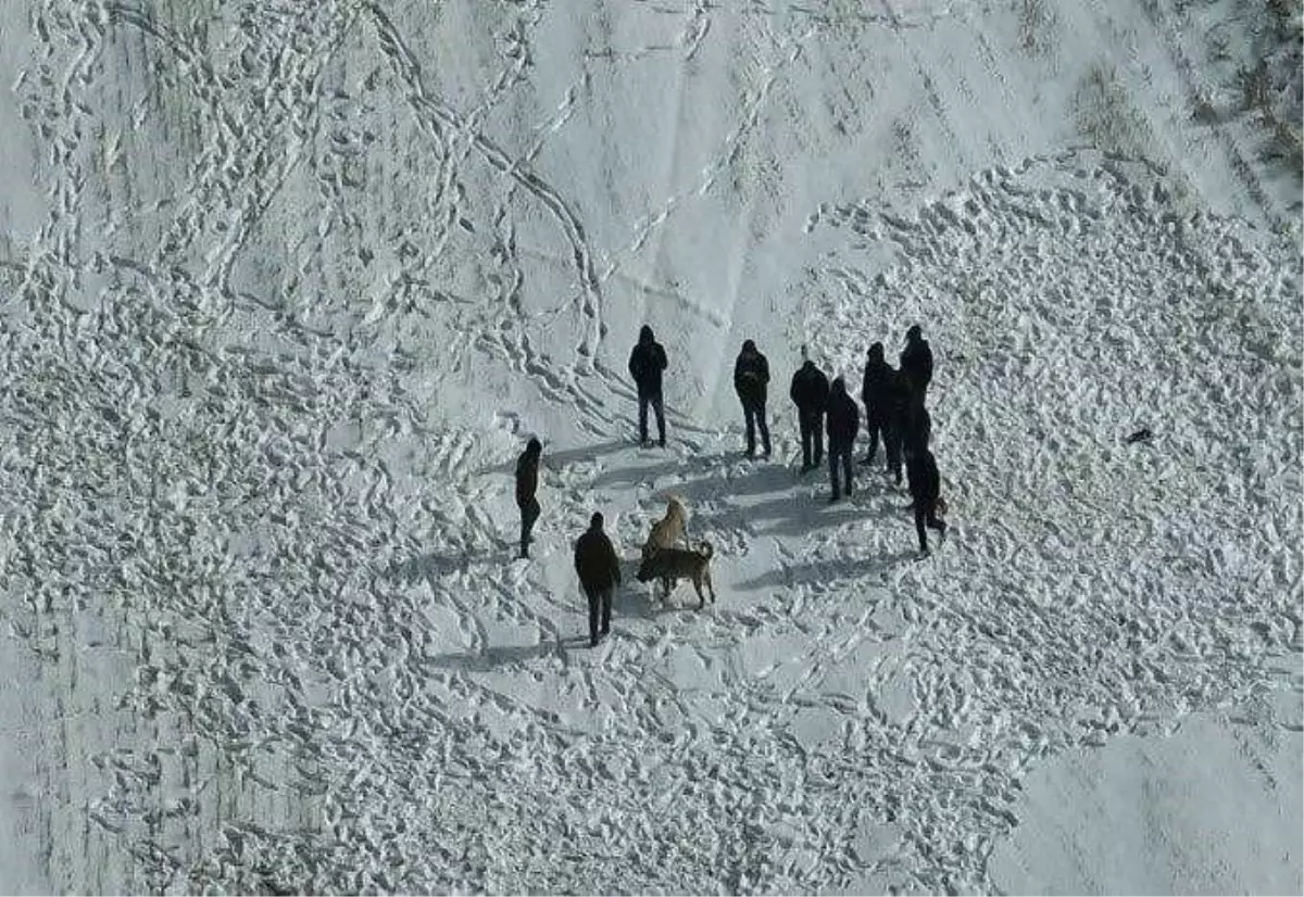 Nevşehir\'de köpek dövüşüne jandarma baskını