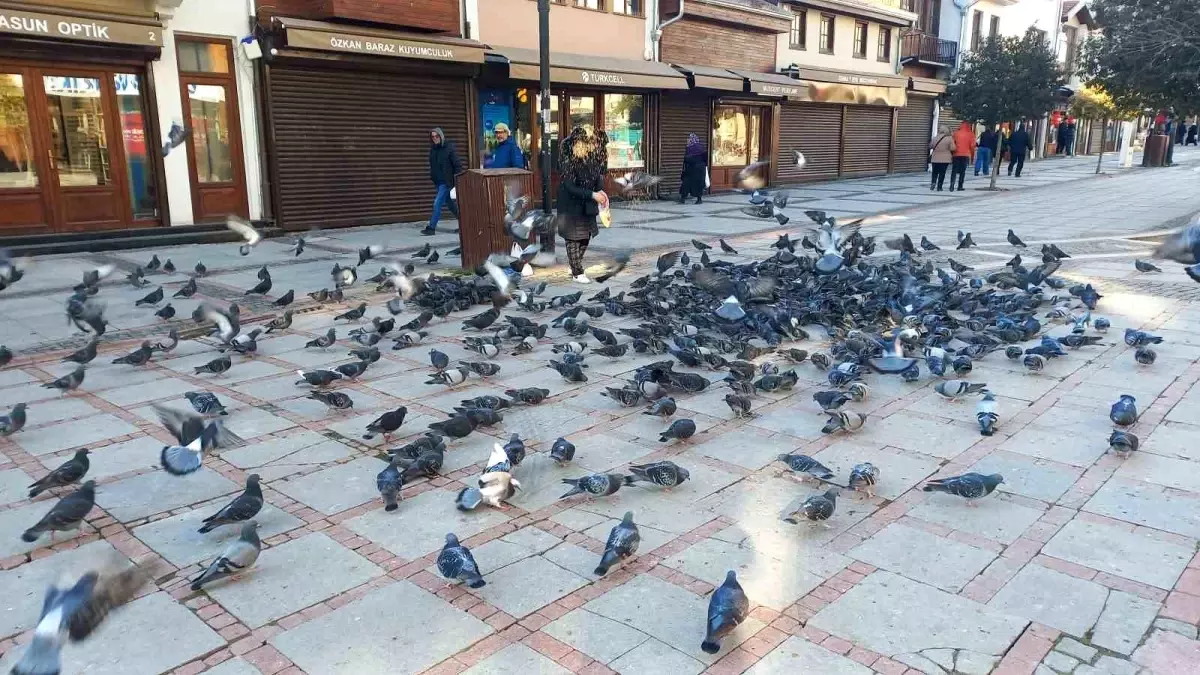 Zeliha Hider\'in Sokak Hayvanlarına Duyarlılığı