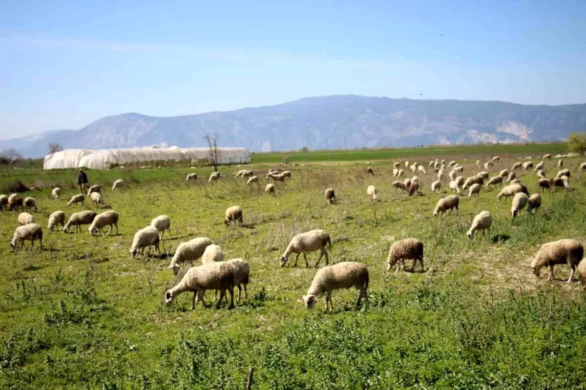 Söke\'de Destekleme İcmalleri Askıya Çıktı