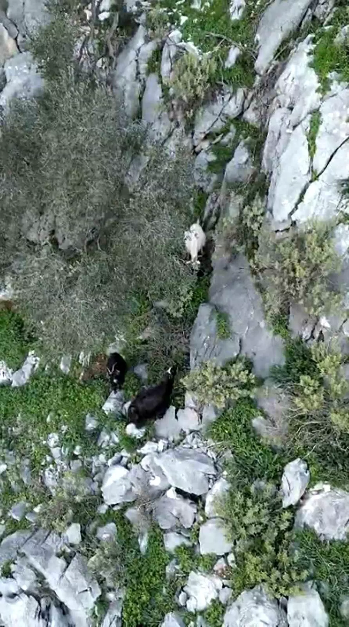 Muğla\'da Mahsur Kalan İki Keçi Kurtarıldı