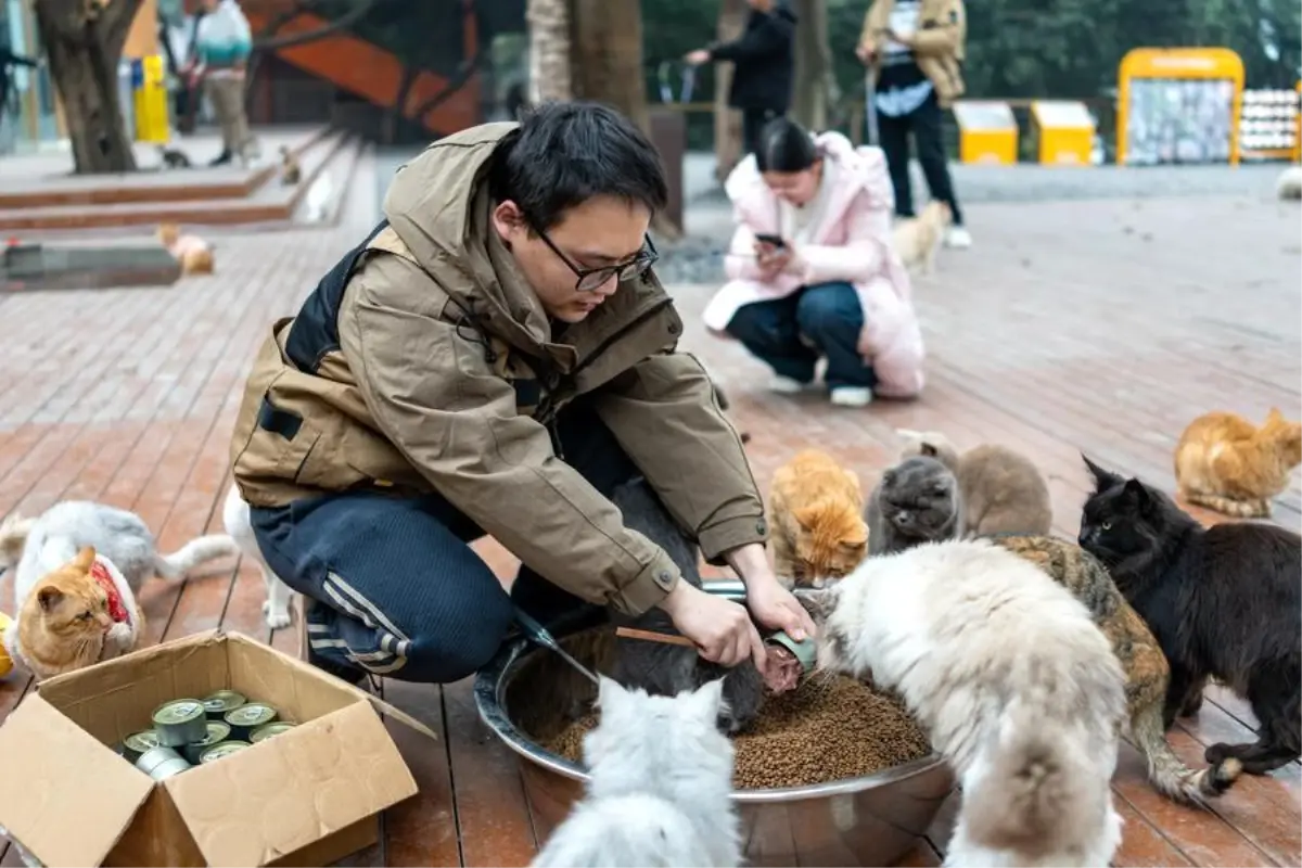 Çin\'de Kedi Temalı Park Açıldı