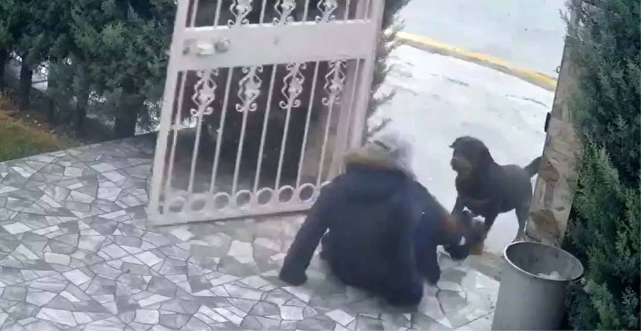 Ankara\'da Sahipsiz Köpek Saldırısı