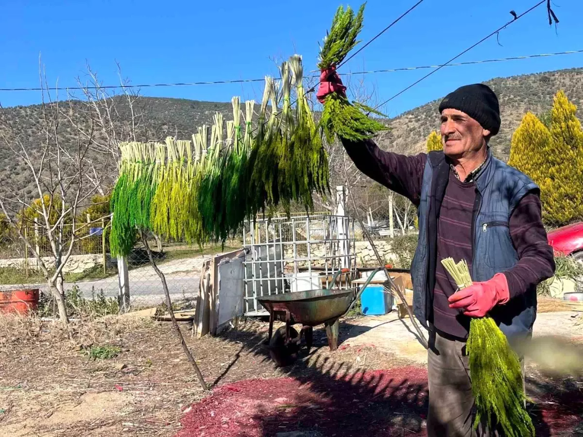 Bayındır nergis kokacak: Nergis ve Kuru Çiçek Festivali başlıyor