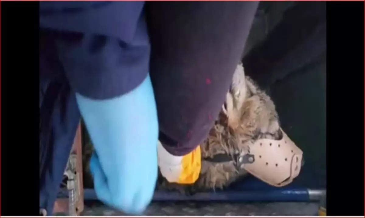 Yaralı Kurt Rehabilitasyon Merkezine Sevk Edildi