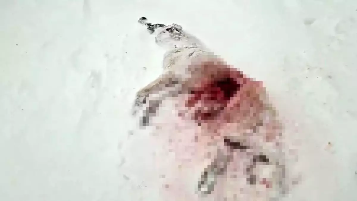 İmam, her şeyi kaydetti! Gece yarısı köye inip katliam yaptılar