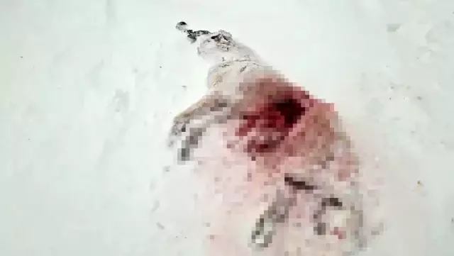 Dağda aç kalan kurtlar köyün kabusu oldu