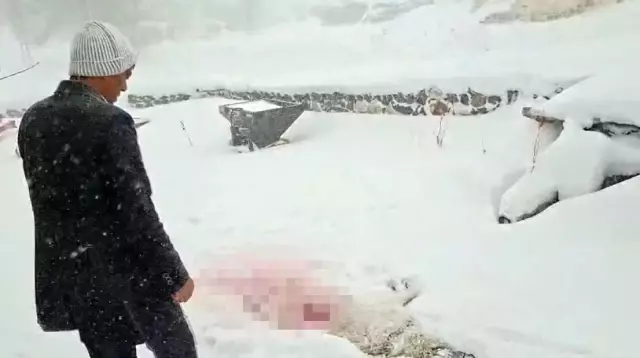 Dağda aç kalan kurtlar köyün kabusu oldu