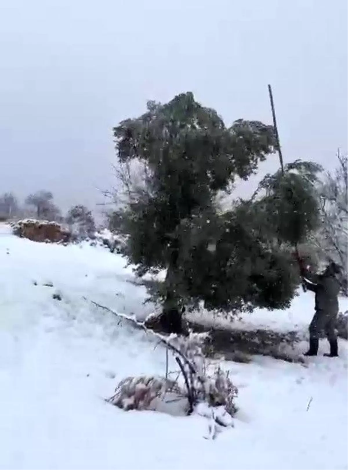 Adıyaman\'da Kar Yağışı Ağaçları Kırdı