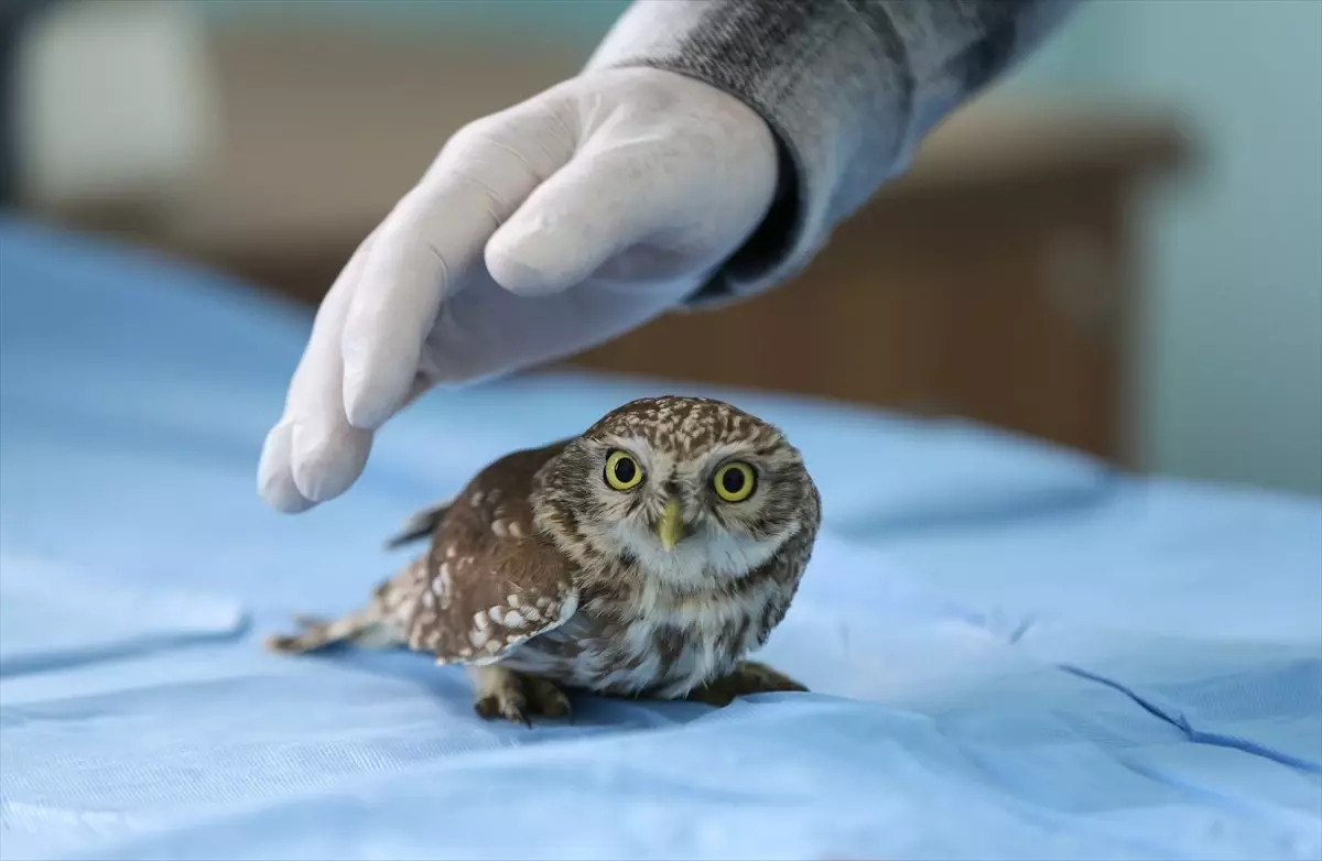 Van Gölü\'nde Yaban Hayvanları Kar Yağışından Etkilendi