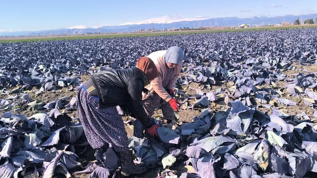 Lahana tarlasında çalışan işçinin sözleri yürekleri dağladı
