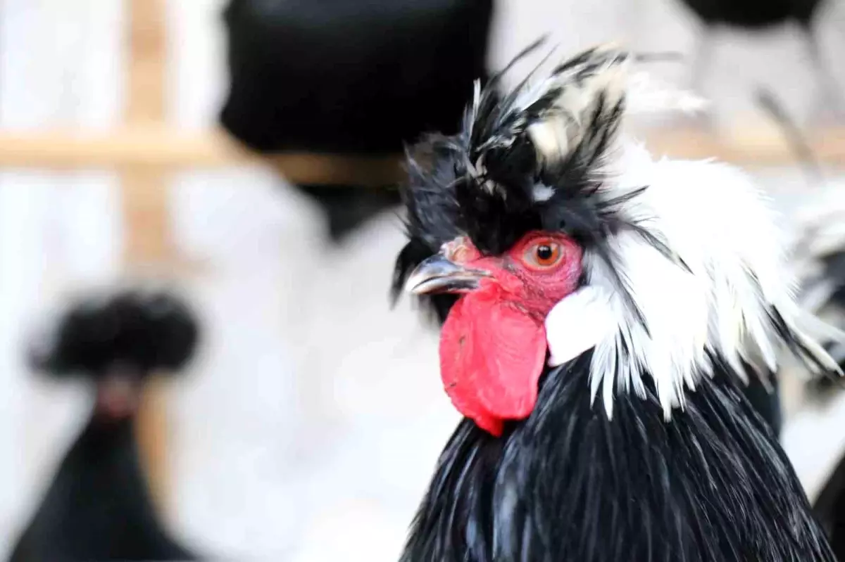 Denizli\'de Egzotik Tavuk Yetiştiriciliği