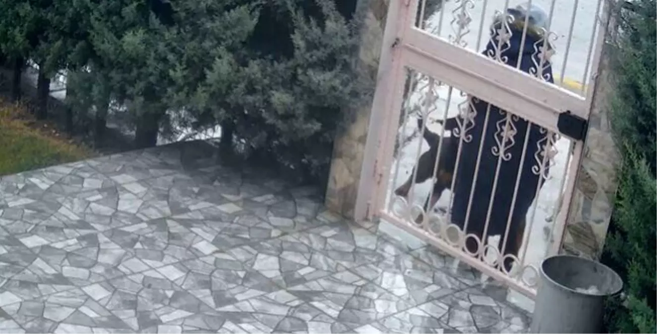 Sahipsiz köpeklerin saldırısına uğrayan kadını kurtaran Nurten Güven: "Biz olmasaydık kadının mücadelesi zor olacaktı"