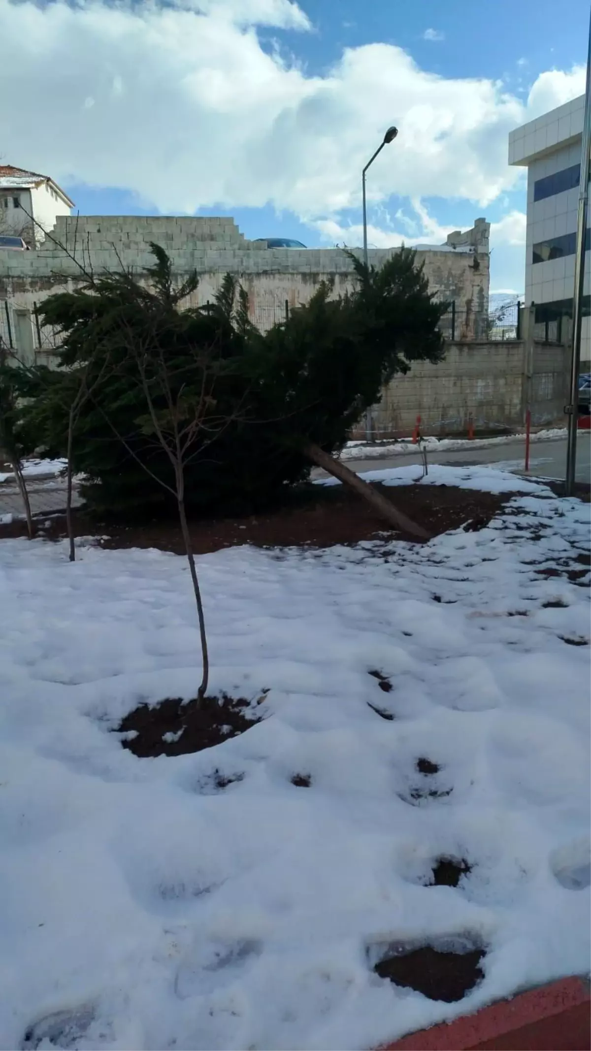 Gölbaşı\'nda Rüzgar Çam Ağacını Devrildi