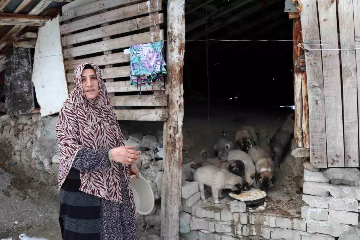 Sokak Köpeği 10 Yavru Doğurdu