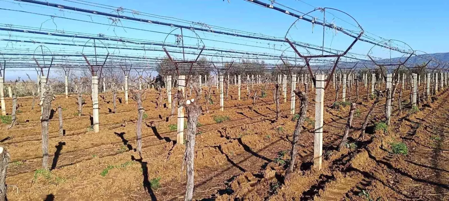 Sarıgöl\'de Üzüm Üreticisi Bağını Yeniliyor