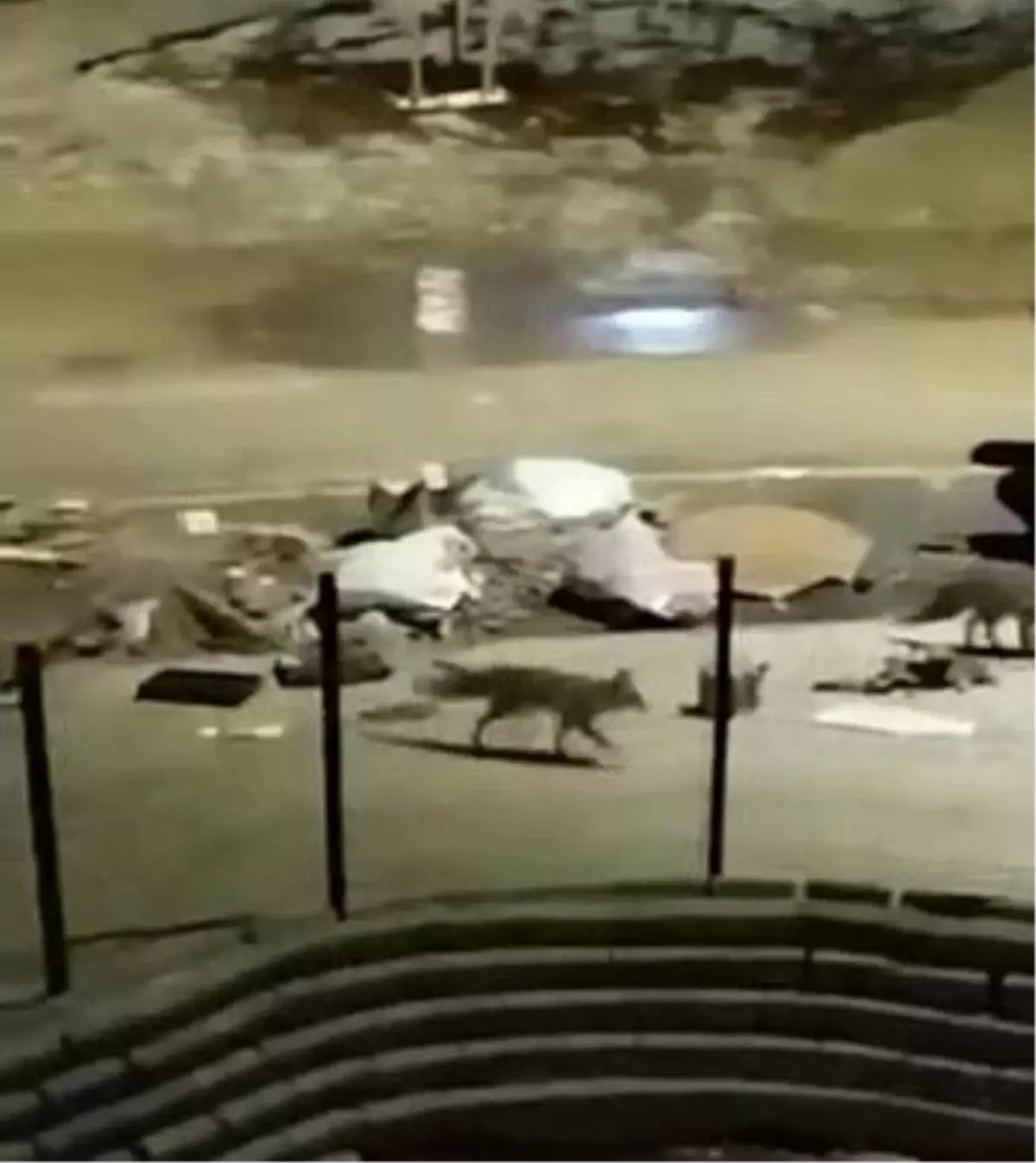 Adıyaman\'da Aç Kalan Tilkiler Çöplerde Yiyecek Aradı