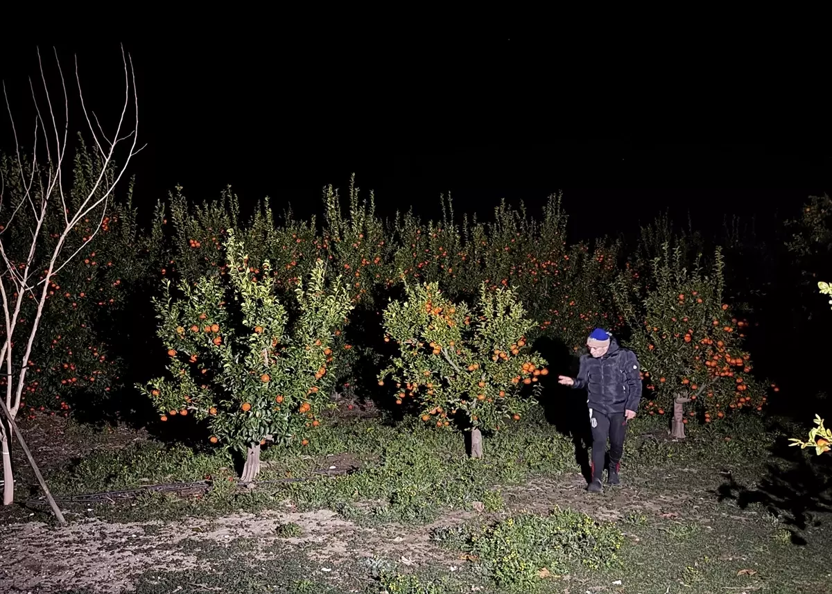 Narenciye Çiftçileri Don Önleyici Pervanelerle Nöbet Tutuyor