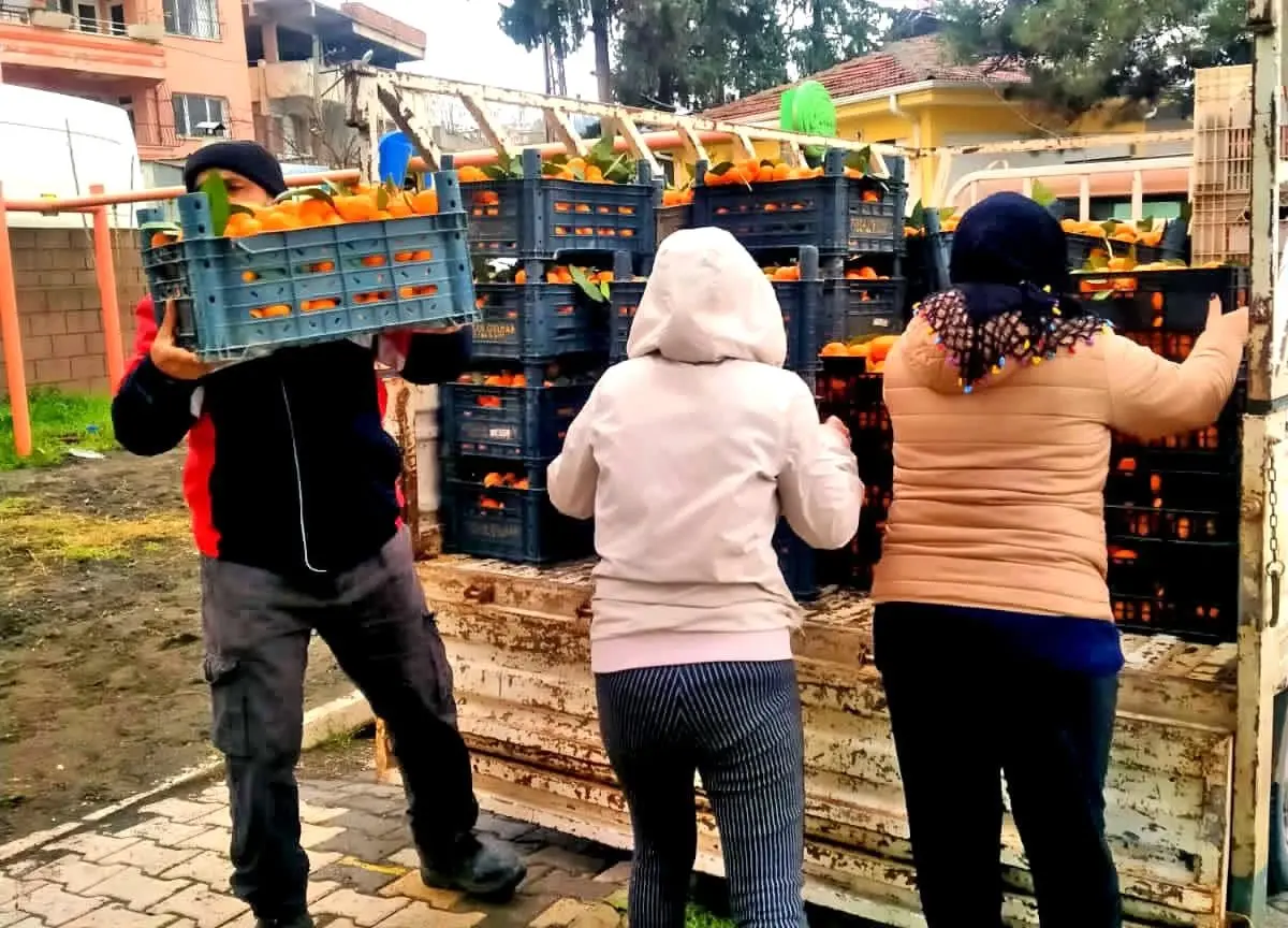 Alaçatı\'dan Hatay\'a Narenciye Dayanışması