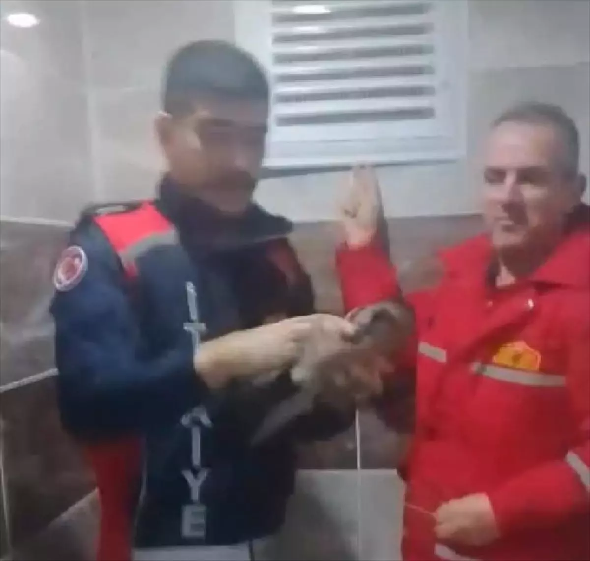 Taşova\'da Karga Kurtarıldı