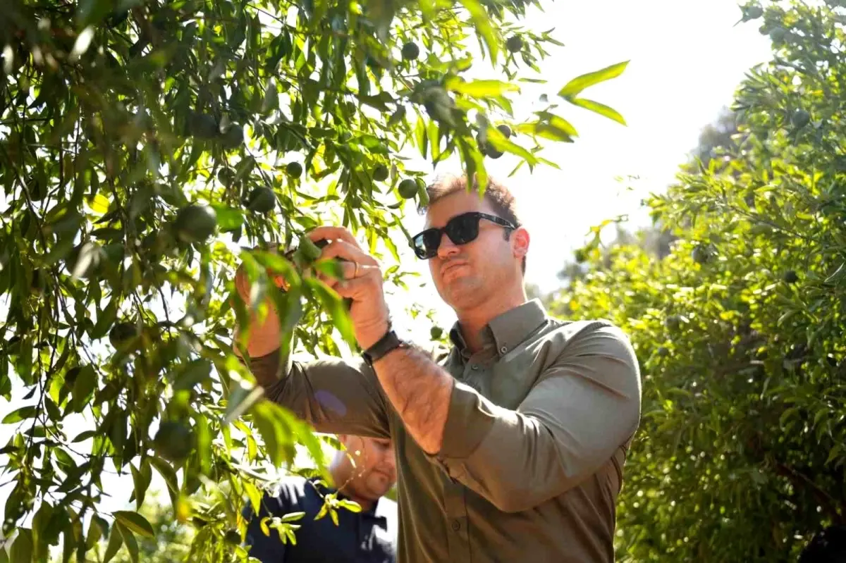 Bodrum Mandalini Türkiye\'nin dört bir yanına ulaşıyor