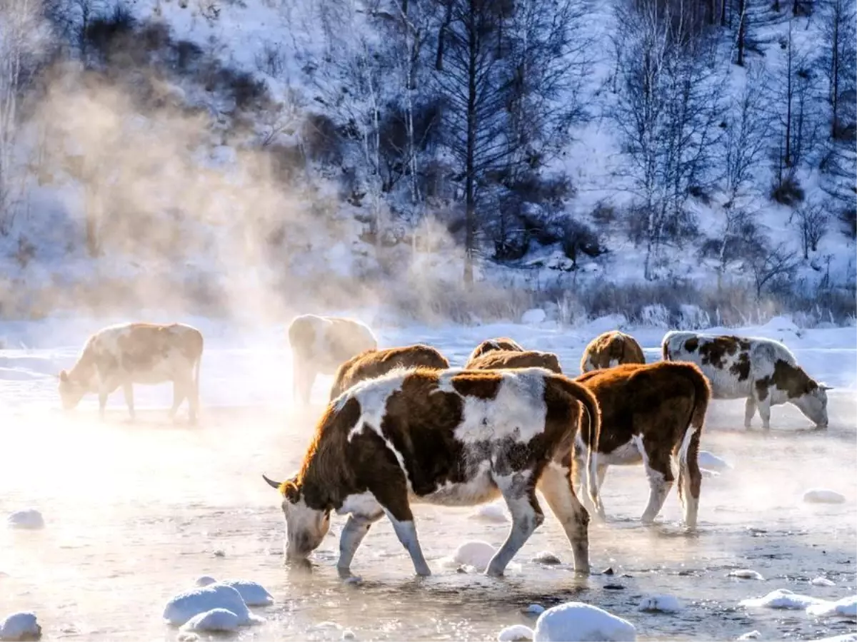 İç Moğolistan Sığır Eti Üretiminde Rekor Kırdı