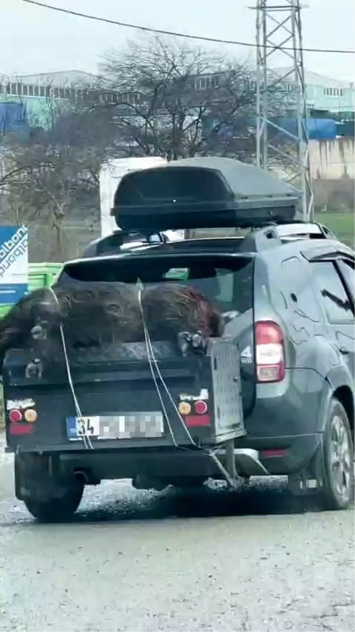 Ölü Domuzun Taşınması Tepki Çekti