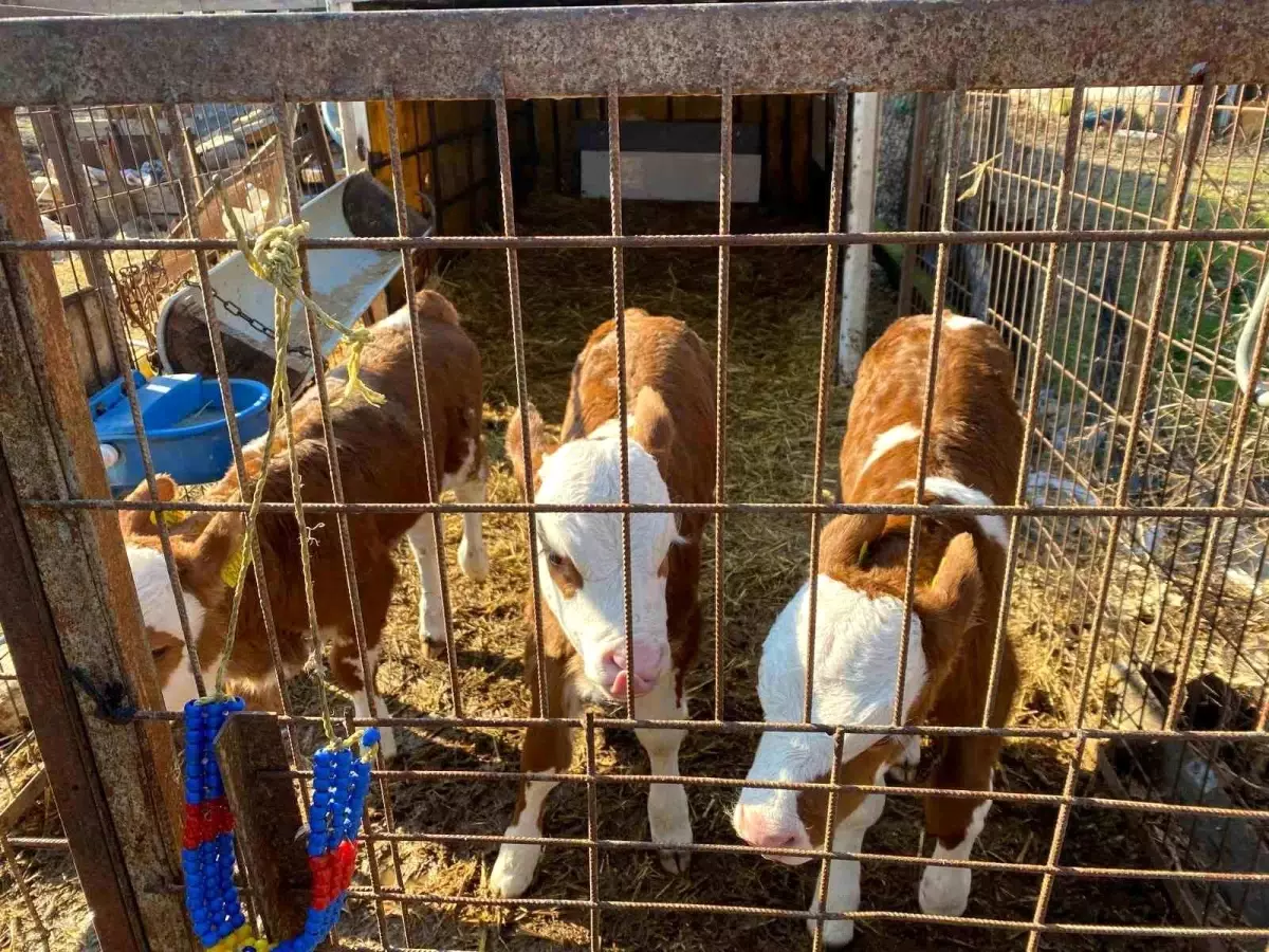 Edirne\'de Üçüz Buzağılar Doğdu