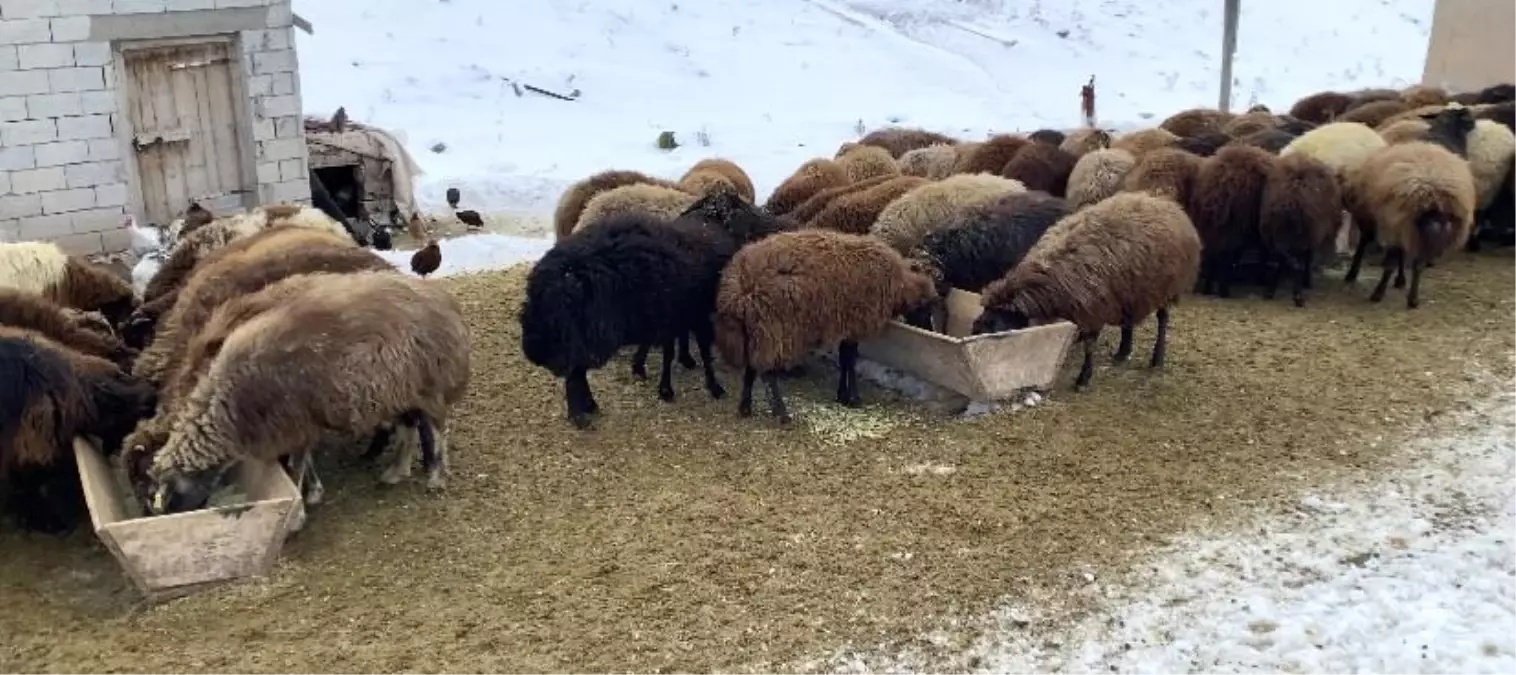 Ağrı\'da Besiciler Kış Şartlarına Rağmen Hayvan Bakımına Devam Ediyor
